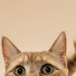 Designing The Future Of Animal Health cover image