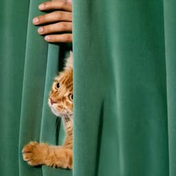 Brand Strategy For A Digital-first Veterinary Practice cover image