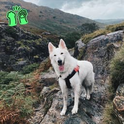 Whooza Dog Food Brand Identity cover image