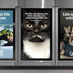 Custom Typeface For The Uk's Largest Feline Welfare Charity cover image