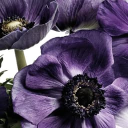 Brand Identity For A Premium Online Luxury Flower Service cover image