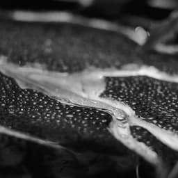 Visual Identity For A Conference Caring For The Amazon cover image