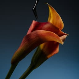 Art Direction And Photography For A Healthcare Company cover image