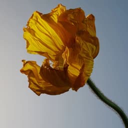 Personal Branding For A Botanical Lifestyle Company cover image