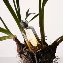 Symbiose cover image