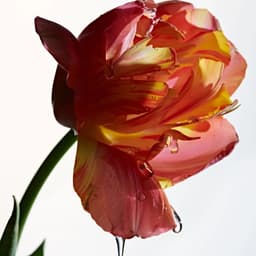 Botanique 02 cover image