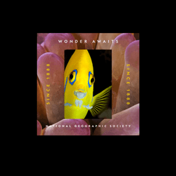 Brand Awareness Campaign For A Leading Exploration Society cover image